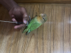 Green Fisher Love Bird Female